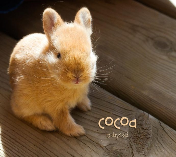 6 Little Bunnies | Small Potatoes